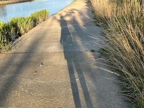 まぐれも実力。 まぐれの頻度を増やすために、まぐれの高さを増すために今日も明日も頑張るのです。
